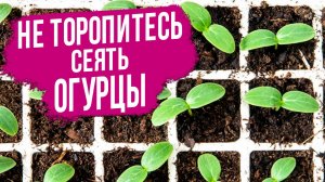 Когда сеять огурец на рассаду? САМЫЕ ТОЧНЫЕ СРОКИ.