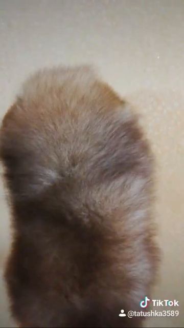 Мальчик померанчик смотреть онлайн