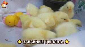 Забавные цыплята для души выпуск (5)