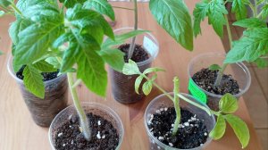 Если рассада  томатов перерастает или сломалась, что делать. 🌱🍅🌿🍅🌱🍅🌿🍅🌱🍅🌿🌱🍅🌿🍅