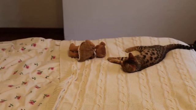 моя леопардовая девочка! смотреть онлайн