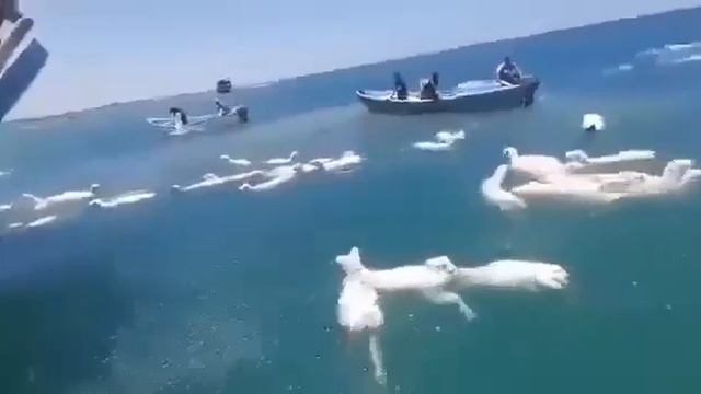 В МОРЕ СПАСАЮТ ТЫСЯЧИ ОВЕЦ МЕСТО ГДЕ ПЕРЕВЕРНУЛСЯ КОРАБЛЬ С ОВЦАМИ ЙЕМЕН