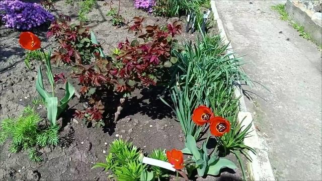 Парк или Сквер в Динской смотреть онлайн