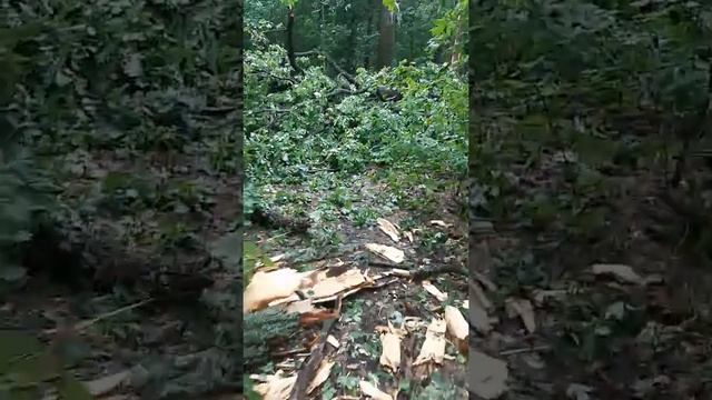 Мед. Н.С.В. Медовый дворик. Ураган на третий день смотреть онлайн