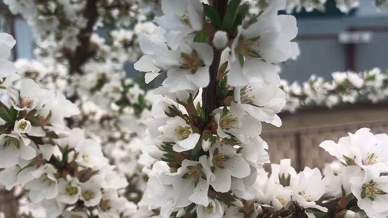 ВЕСЕННИЕ ЗАМОРОЗКИ - как не остаться без урожая ВИШНИ, СЛИВ И ЯБЛОК. смотреть онлайн