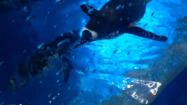 Hong Kong. Ocean Park - пингвинчики такие милые