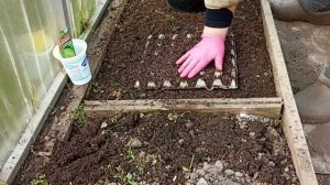 27 апреля Замочила огурцы и посеяла капусту.