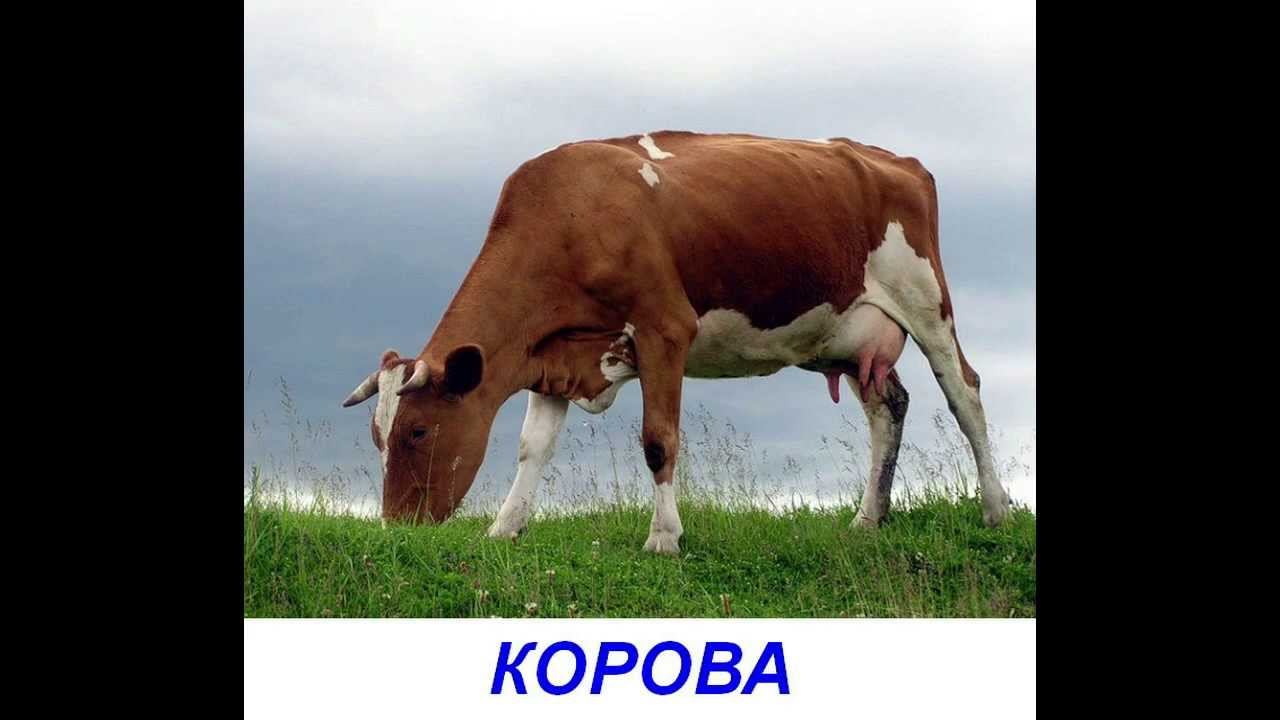 Карточки для детей - Домашние животные. Презентация по Доману.