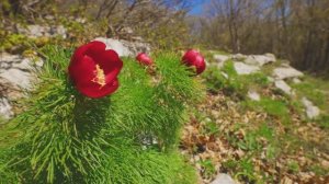 Дикий Крым: виды на Синап-Даг, Бабуган Яйлу, скалу Басман
