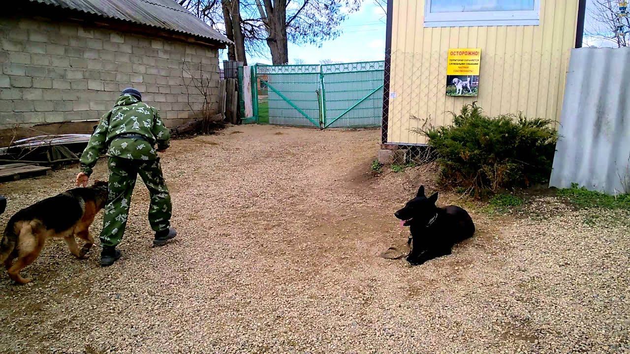 выдержка железная у ВЕО. нкд Линда.