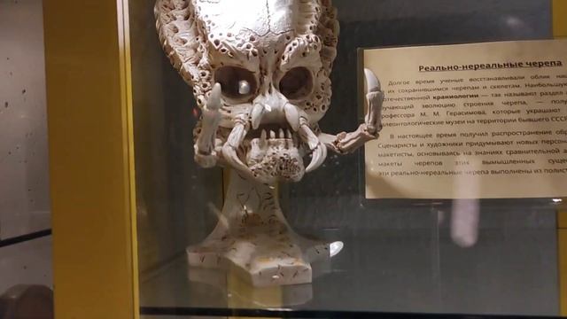 Музей черепов и скелетов. Зеленоградск Калининградская область. Мир кошек. Экскурсия по городу.