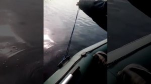 Ловля окуня Козинка 2