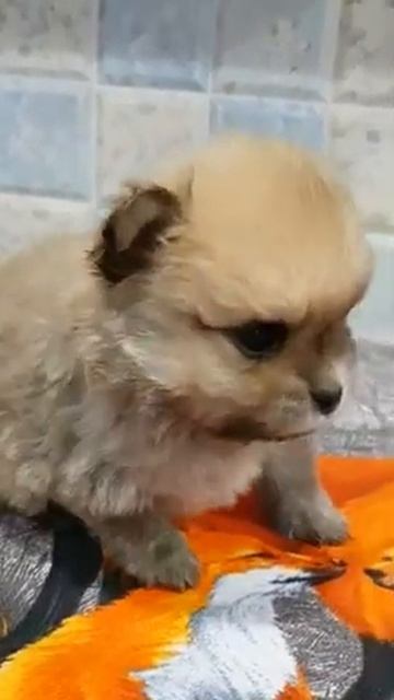 Щенок шпица,кобель 21день.свободен для продажи.