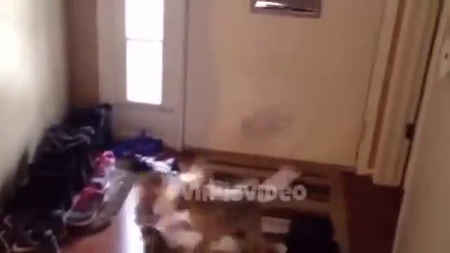 Собака получила почту(ставь лайк) смотреть онлайн