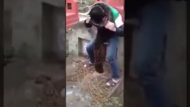 змея в могиле.шок смотреть онлайн