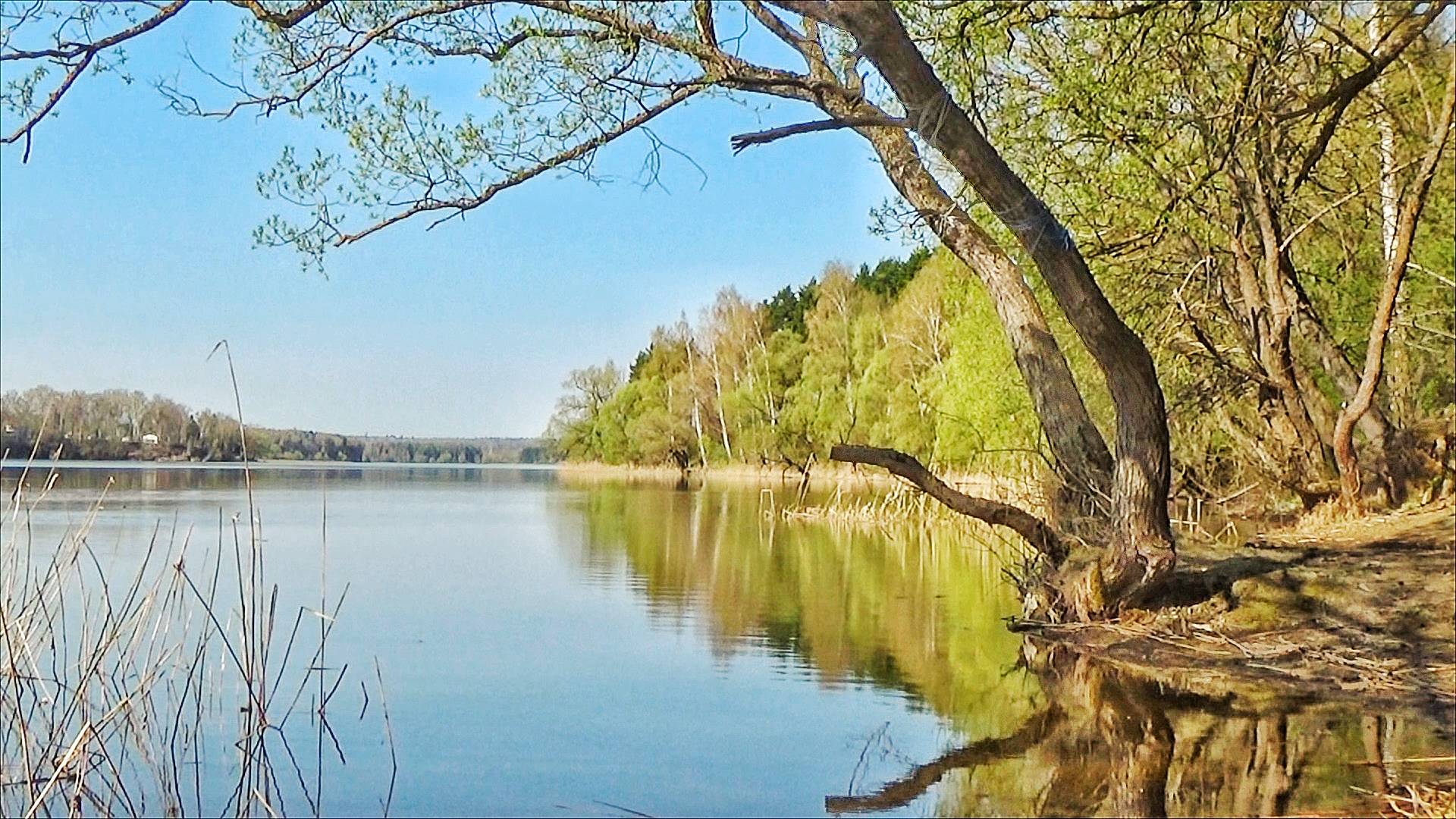 КРУПНАЯ УКЛЕЙКА, ЛЕЩИК И ПЛОТВИЧКА НА ФИДЕР ВЕСНОЙ.