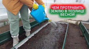 ЧЕМ ПРОТРАВИТЬ ЗЕМЛЮ ВЕСНОЙ ОТ БОЛЕЗНЕЙ - ПРОСТОЕ СРЕДСТВО