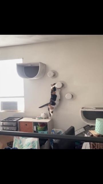 Котики (34) смотреть онлайн
