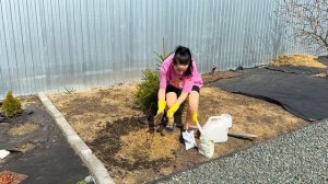 Как создавать цветники на участке! Работа над ошибками!