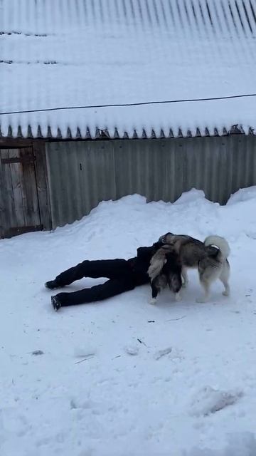 Маламутка завалила деда Толяна смотреть онлайн