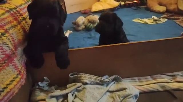 Рычалки. Роман- Кош Цертус и Царинка. 26.03 24..Севастополь