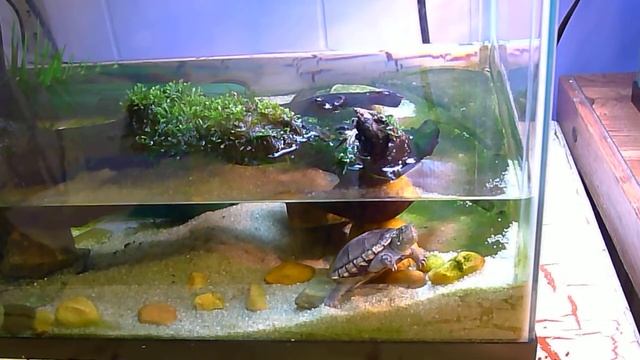 Basking Tank For Mud Turtles смотреть онлайн