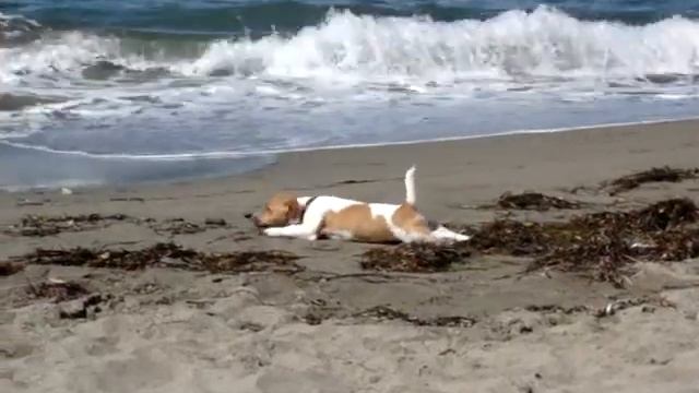 Джек-рассел в водорослях! смотреть онлайн