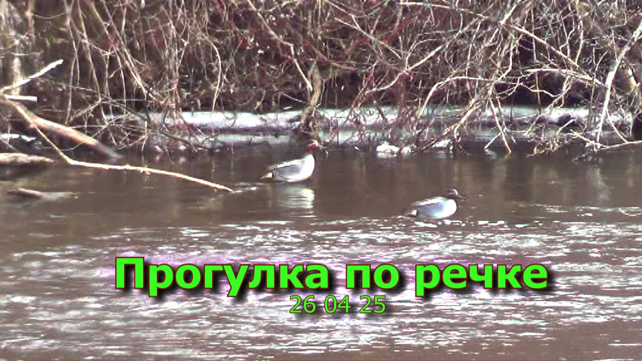 Прогулка по речке 26 04 25 смотреть онлайн