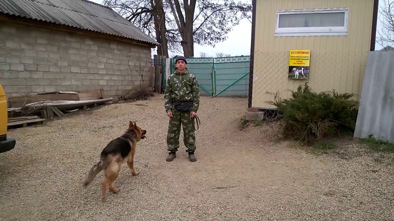 НКД немецкая овчарка Линда, будни тренировок