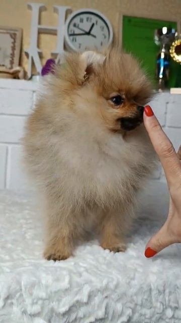 Мини девочка, оранж, 3 мес. смотреть онлайн