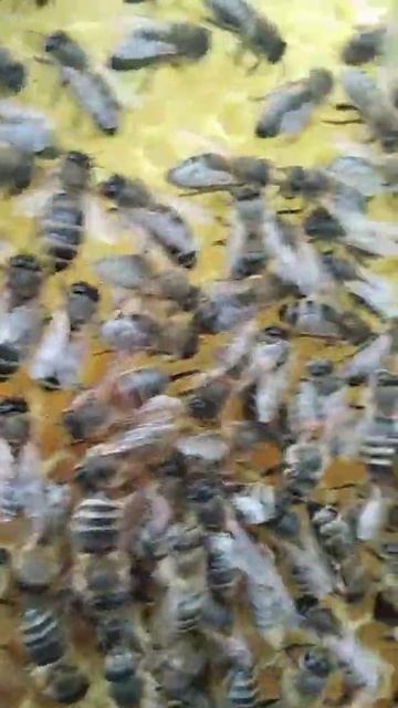 Оттяжка и засев рамки сде-ной   в апреле 2023, вощина из под силиконовой матрицы накатанной валиком