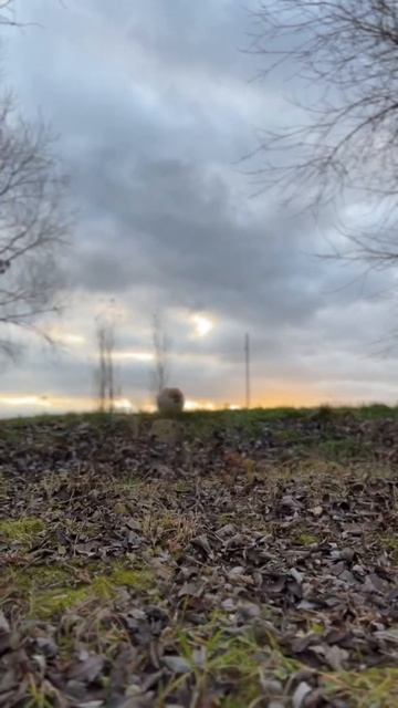 Любимая Порода Собак