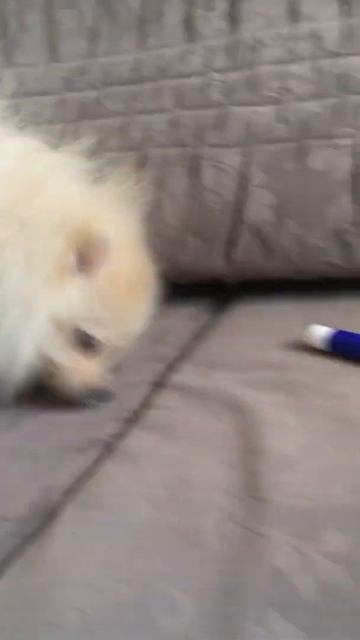 КРЕМ! ПОМЕРАНСКИЙ ШПИЦ!! Маленькая детка!! смотреть онлайн