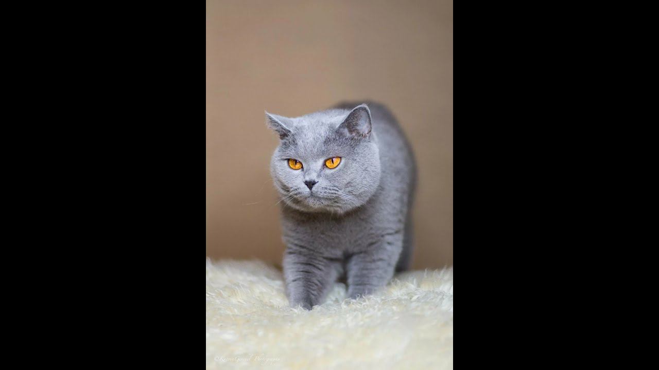 Как Мы с Лилу здороваемся#Shorts смотреть онлайн