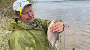 Волга. Михальчиково. Густера. Рыбалка на фидер весной.