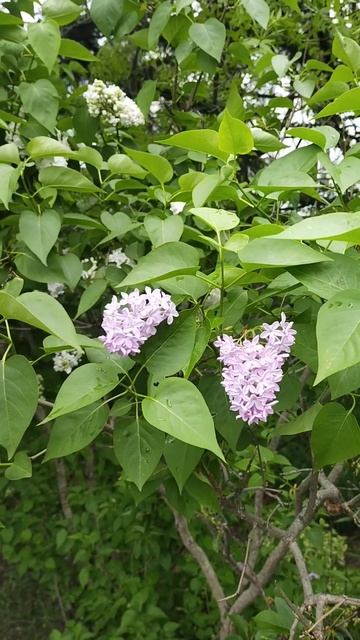 музыкальная серень смотреть онлайн