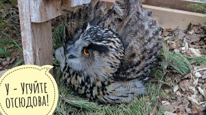 Сова Ёль распухлявилась от гнева: посторонние в её вольере!