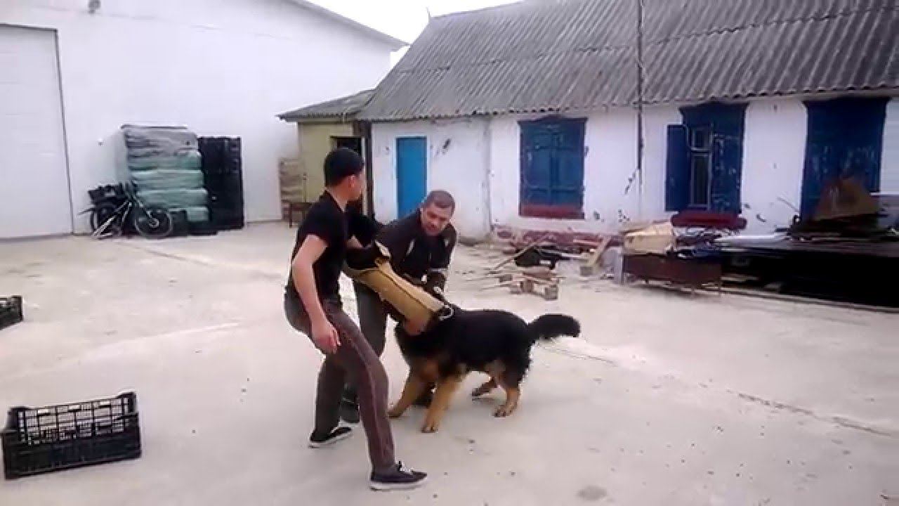 нео шерхан охрана двора