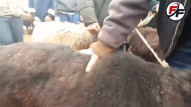 Молябозори Искара Шанбе бозор 05.12.2020 смотреть онлайн