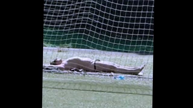 скуф TV новости 1 выпуск