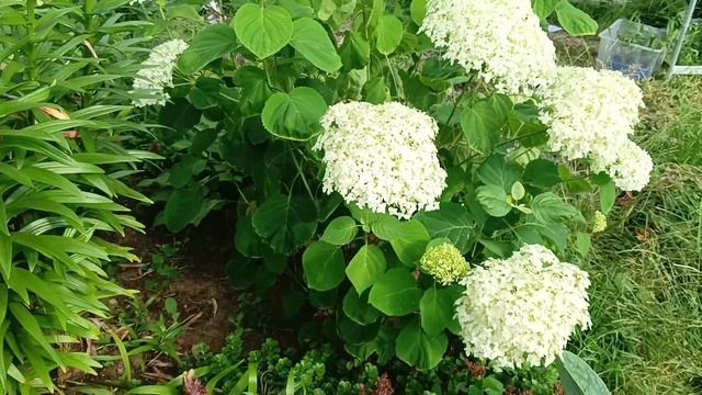 Продолжаем любоваться лилиями!!!!! смотреть онлайн