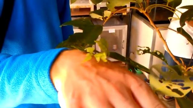 Ходячий листик