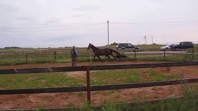 Лошадь играется. Рысь.