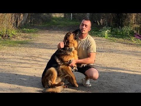 Ганц Немецкая овчарка-Отработка команды ко мне- Возраст 1,5 года смотреть онлайн