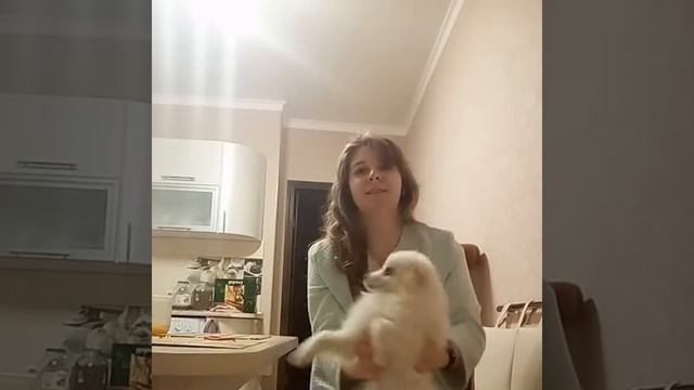 Шпиц готовится к шоу "Танцуют все"??? смотреть онлайн