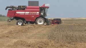 Уборка пшеницы на максимальной мощности: ПАЛЕССЕ GS12.A1PRO в действии!