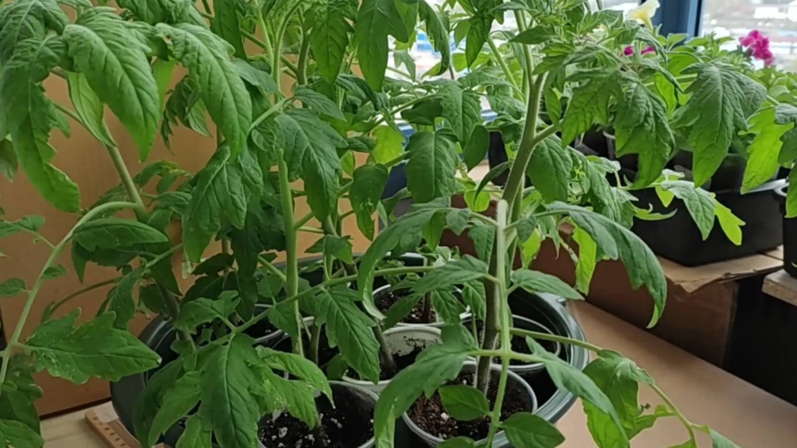 Начала высаживать рассаду томатов в теплицу, не смотря на неблагоприятный прогноз погоды смотреть онлайн