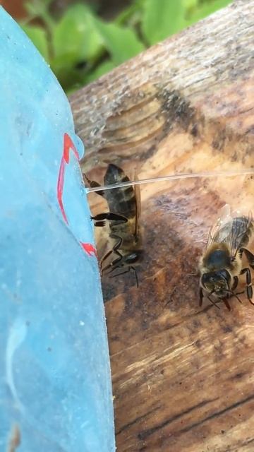 Как пчёлы пьют воду