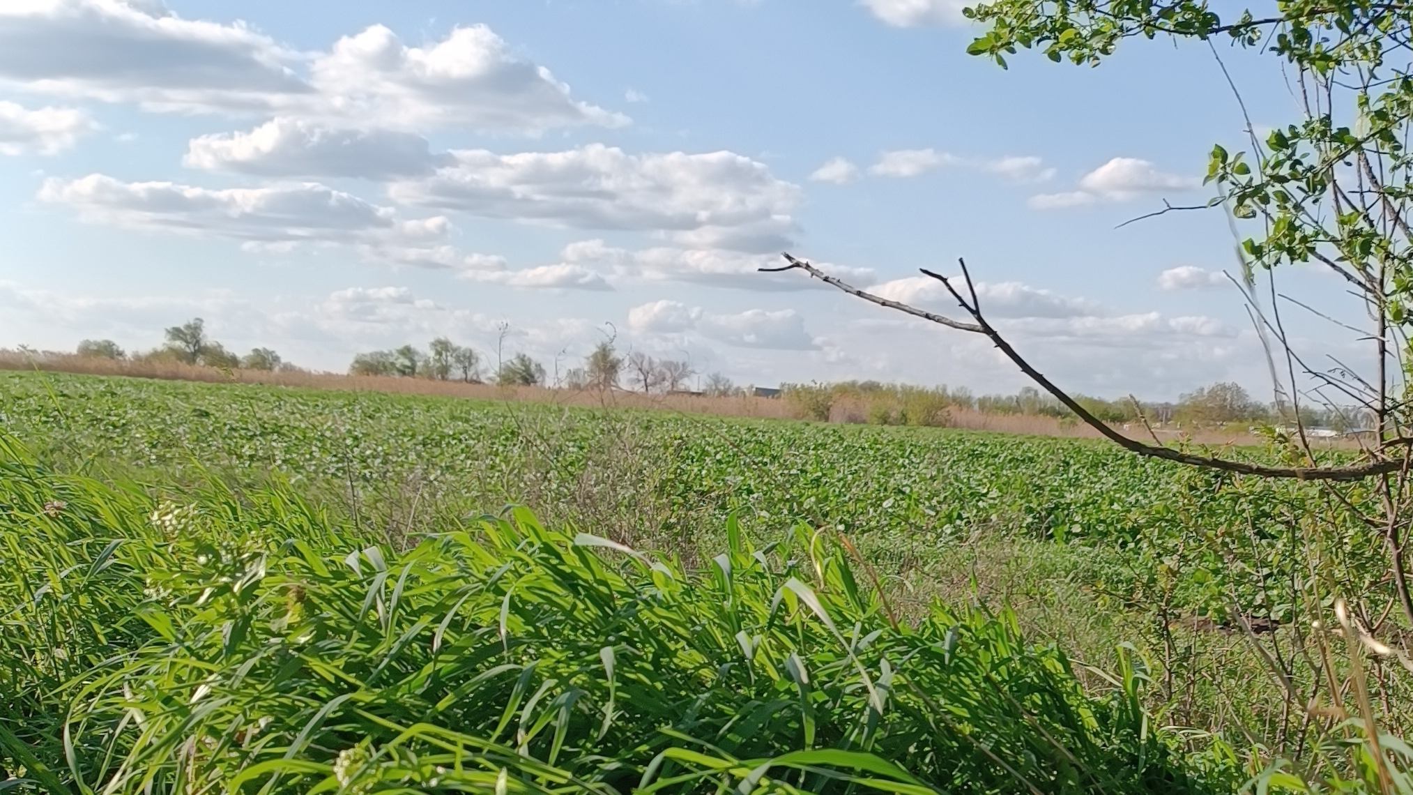 Звуки природы весной на Кубани! 27.04.2025г. #Кубань#природа#пениептиц#весна