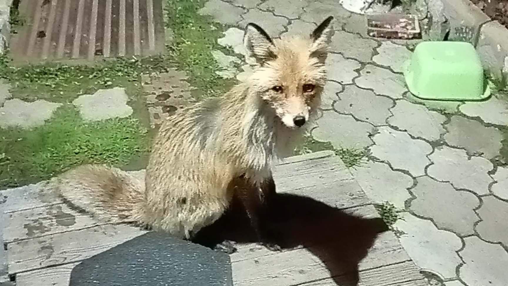 (1001) Лиса приходит в гости. Апрель 2025 смотреть онлайн